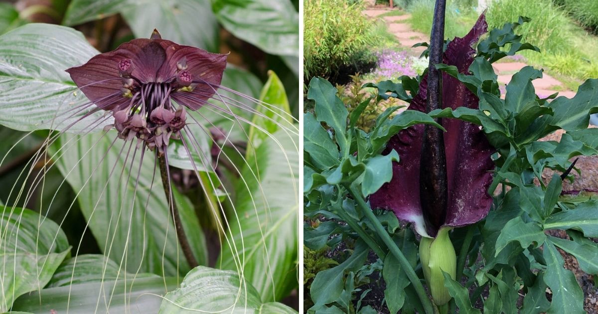 11 ‘Ugly’ Flowers To Add Whimsy and Interest to Your Garden