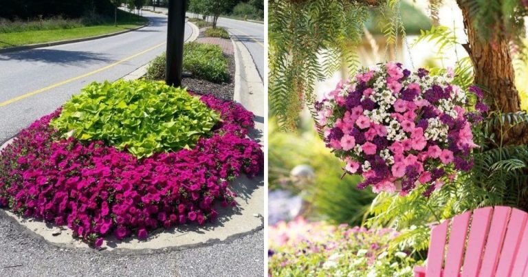 20 Brilliant Things That Help You Enjoy The Natural Beauty Of Petunias