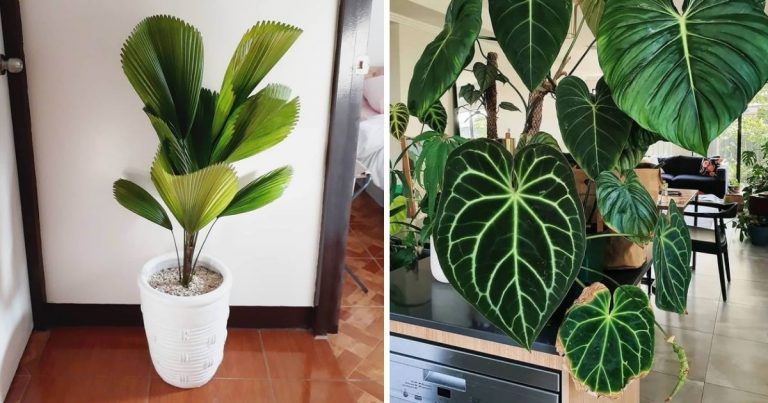 12 Best Houseplants With Big Leaves That Will Help Add Stylish To Your Home