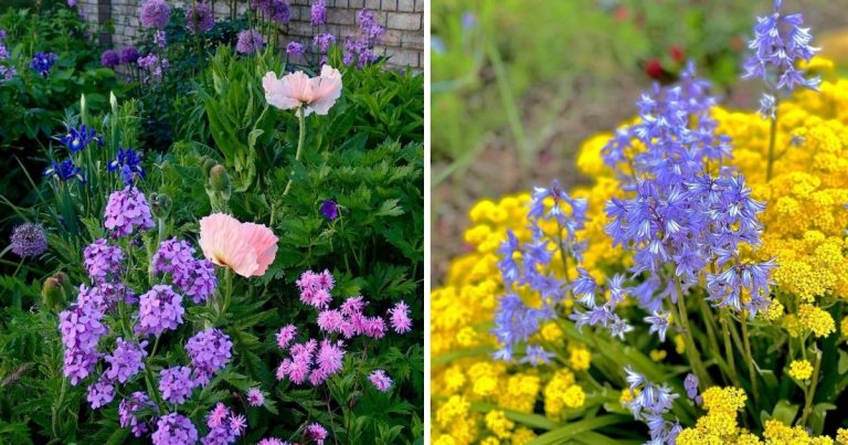 24 Flower Combinations That Are Born For Each Other