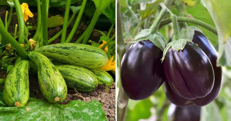 14 Ideal Plants For Your Summer