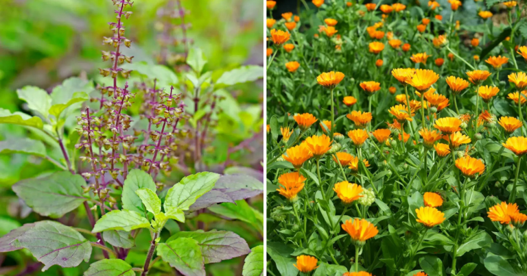 15 Therapeutic Plants You Can Grow And Harvest