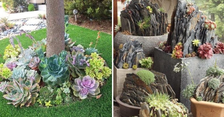 58 Magical Succulent Ideas to Change Your Garden Landscape
