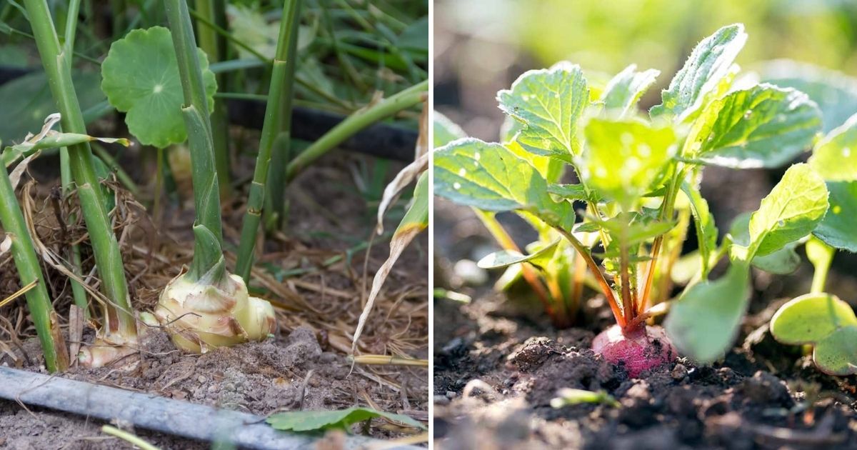 13 Root Vegetables That Have Edible Greens