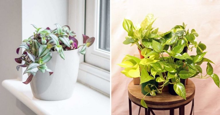 24 Best Houseplants That Help Save Your Desk Space