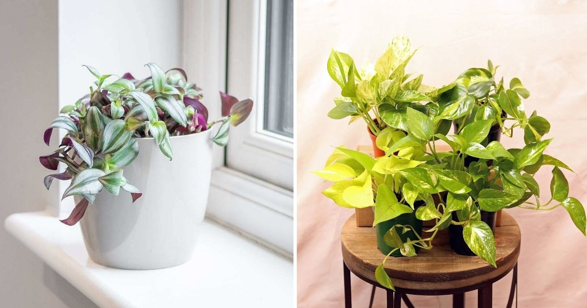 24 Best Houseplants That Help Save Your Desk Space