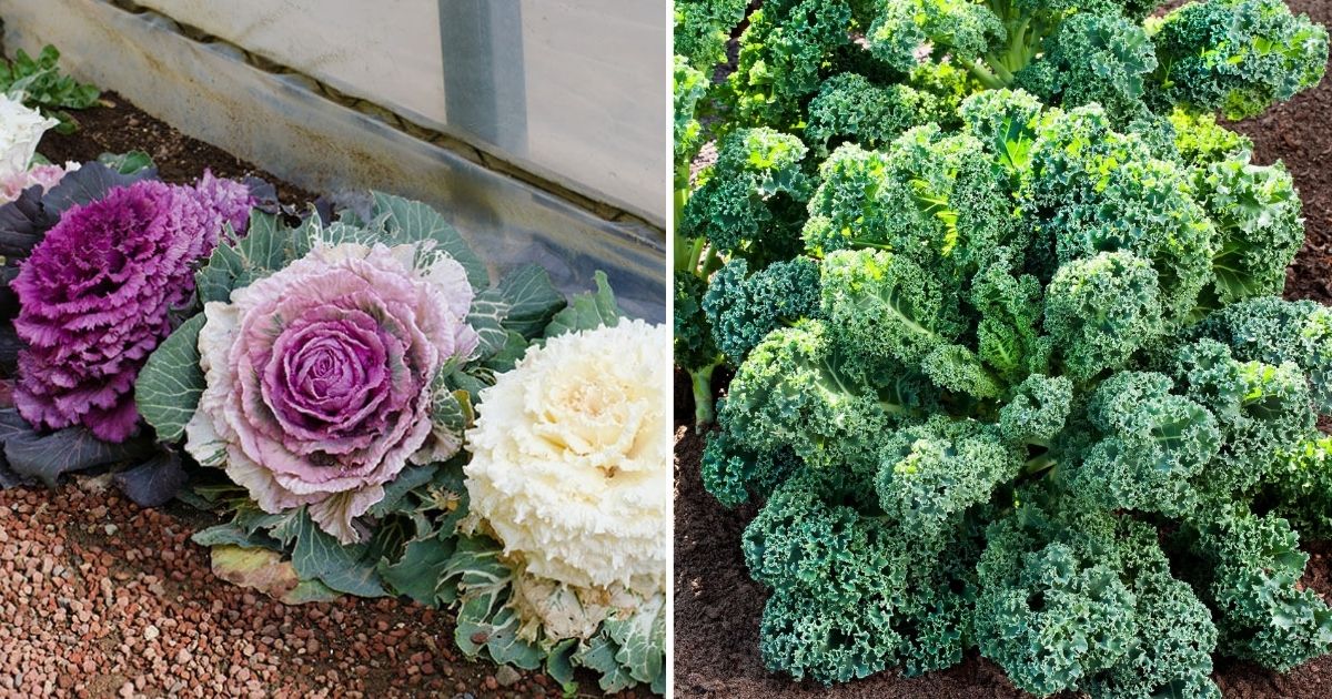 9 Best Kale Varieties To Add To Your Healthy Leafy Green Vegetable Garden