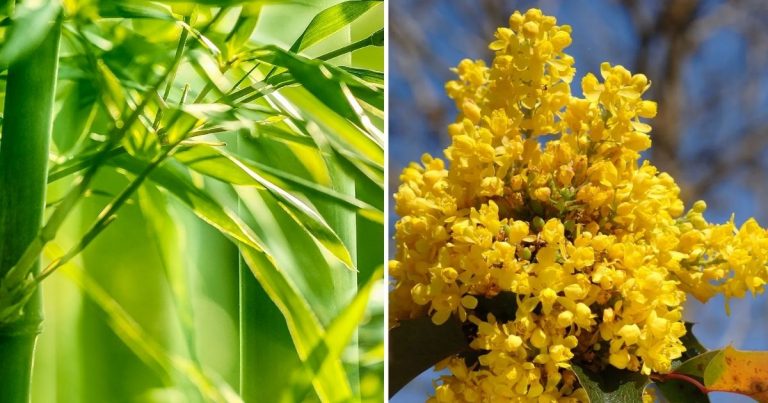 19 Gorgeous Evergreen Shrubs You Will Love