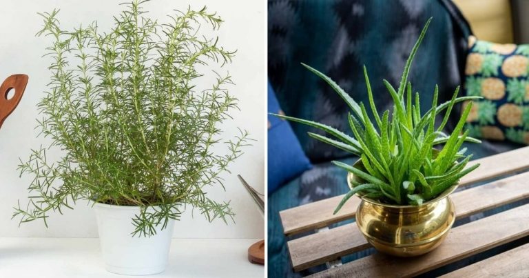 9 Best Houseplants for Lifting Your Spirits