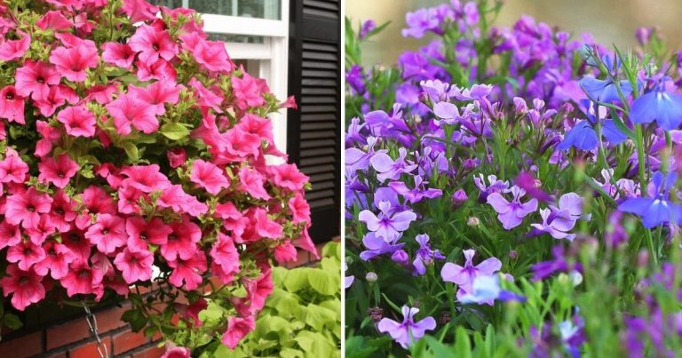 7 Best Stunning Flowers That Are Perfect Combination Between Orange and Blue Hues