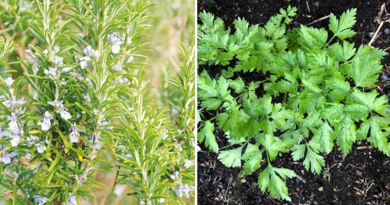 12 Heat-Loving Herbs For A Sunny Garden