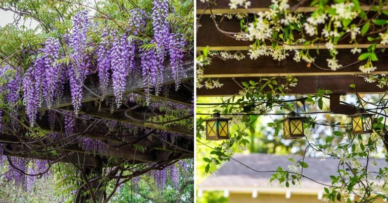 16 Gorgeous Plants And Flowers Your Pergola Love