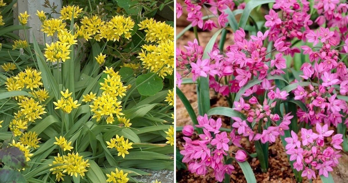 16 Best Allium Varieties To Enhance Your Garden Look