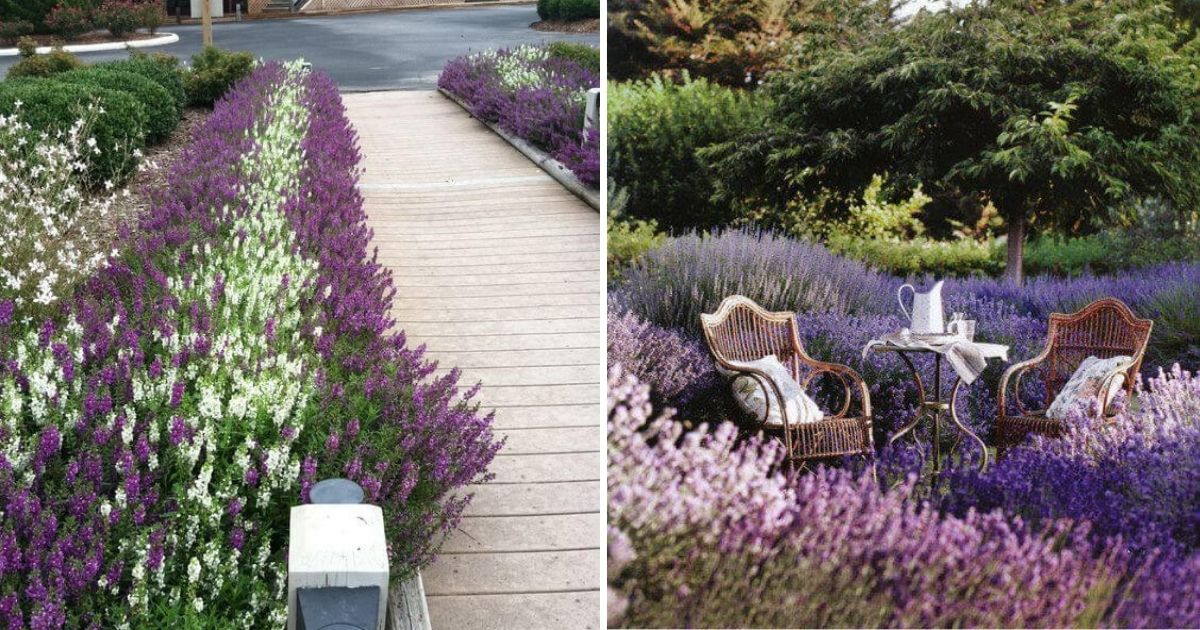 36 Eye-Catching Landscaping Inspirations With Lavenders