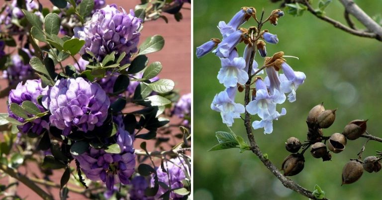 11 Best Beautiful Trees That Produce Blue Flowers