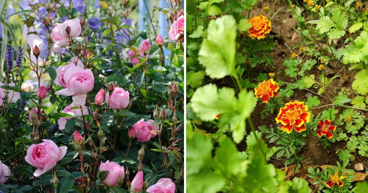 12 Best Companion Plants For Your Garlic Garden