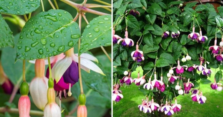 A Step-By-Step Guide On Growing Beautiful Fuchsia