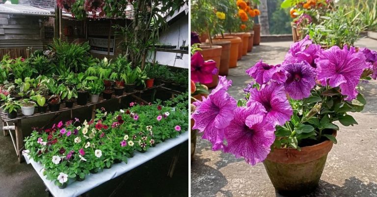 30 Great Garden Ideas With Our Favorite Petunia