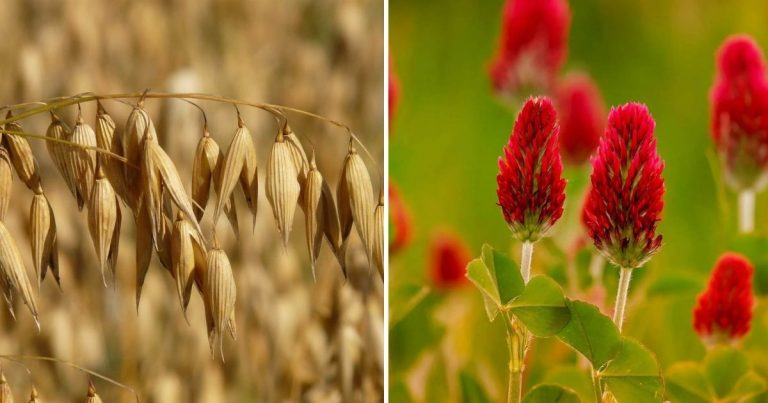 12 Typical Plants Used To Boost Soil Fertility
