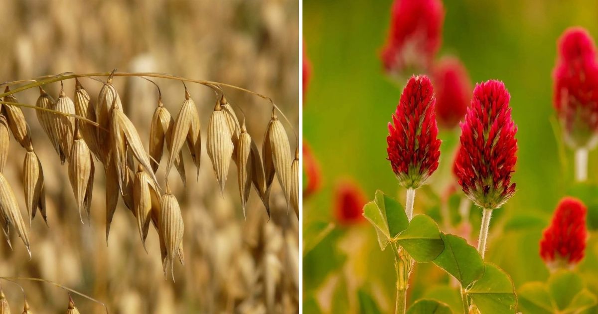 12 Typical Plants Used To Boost Soil Fertility