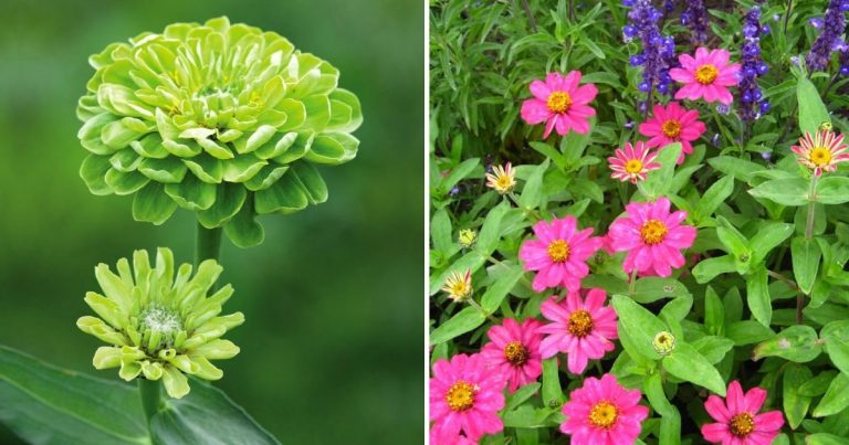 Best Zinnia Types to Grow In Your Garden