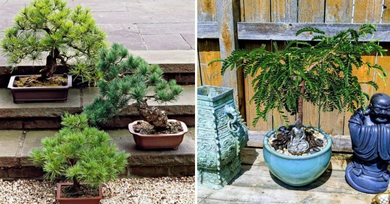 Plants That You Should Not Keep Your Indoor Space To Avoid Unluckily