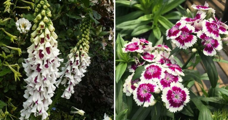 10 Beautiful White Flowers With Striking Purple Centers