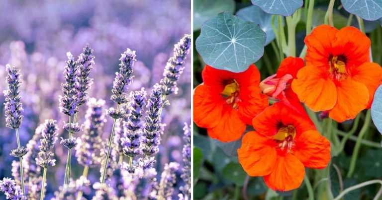 09 Natural Pesticides That You Can Plant