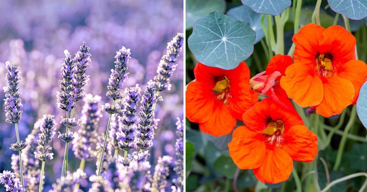 09 Natural Pesticides That You Can Plant