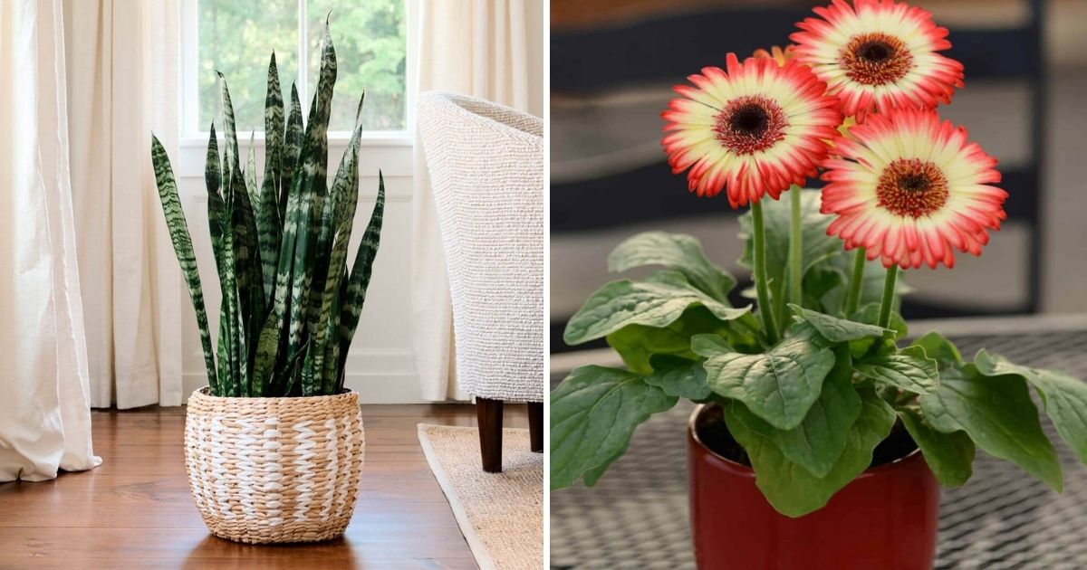 20 Indoor Plants Which Help Purify The Air
