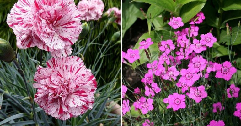15 Carnations That Own The Most Unique Blossoms