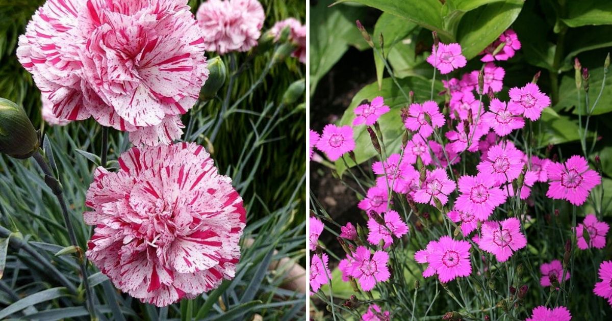 15 Carnations That Own The Most Unique Blossoms
