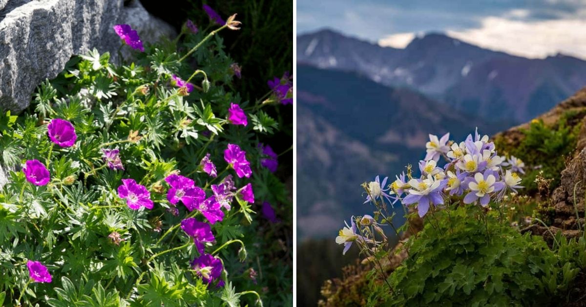 15 Best Plants For Rock Gardens