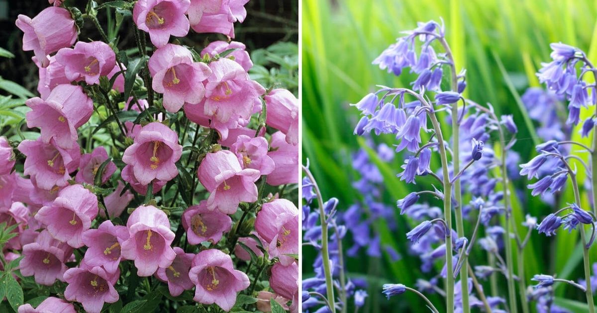 12 Beautiful Bell-Shaped Flowers Adding Beauty To Your Garden