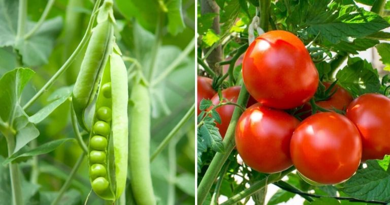 12 Best Plants That Tolerate Living On Small Trellis