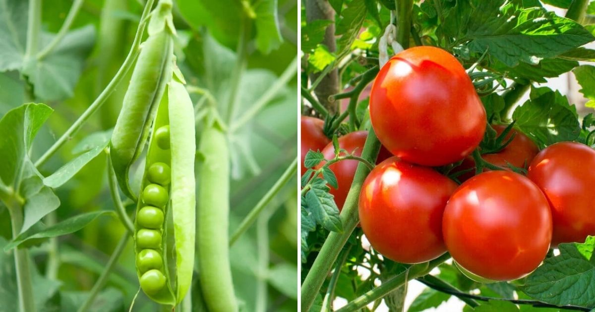 12 Best Plants That Tolerate Living On Small Trellis