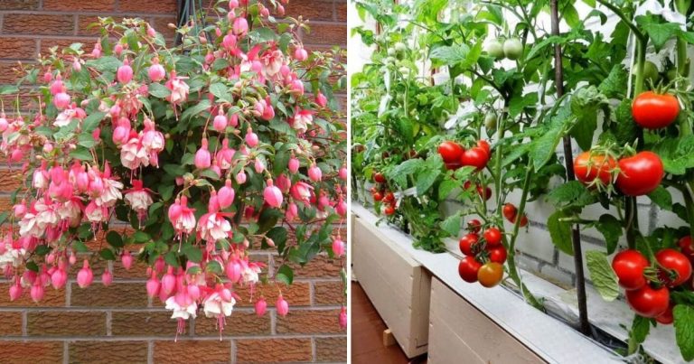 10 Best Plants And Vegetables To Grow On A Balcony