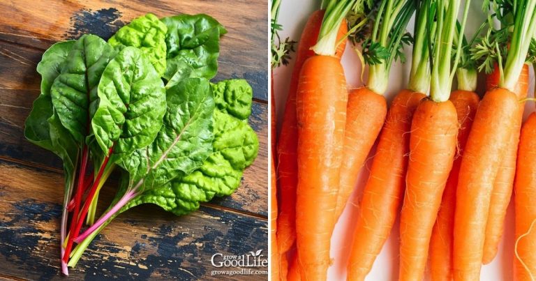 10+ Plants That Allow Succession Planting And Some Added Tips