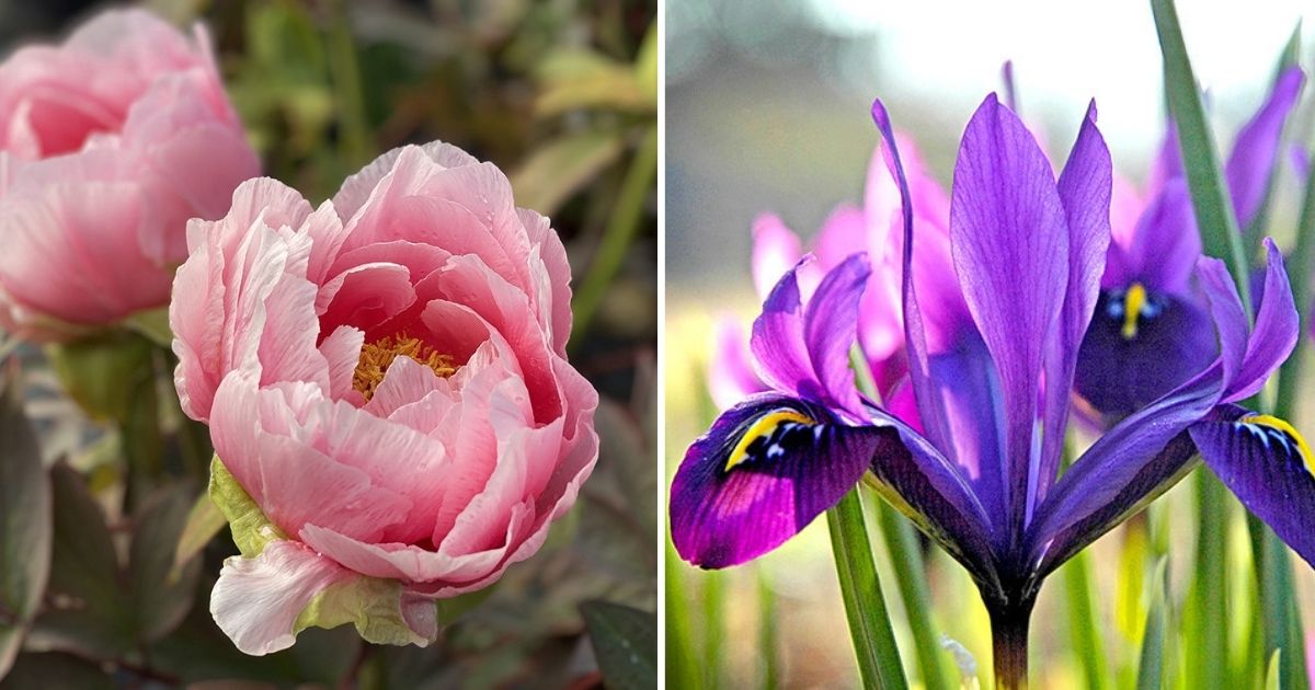 15 Exceptional Perennial Flowers To Grow In Your Garden