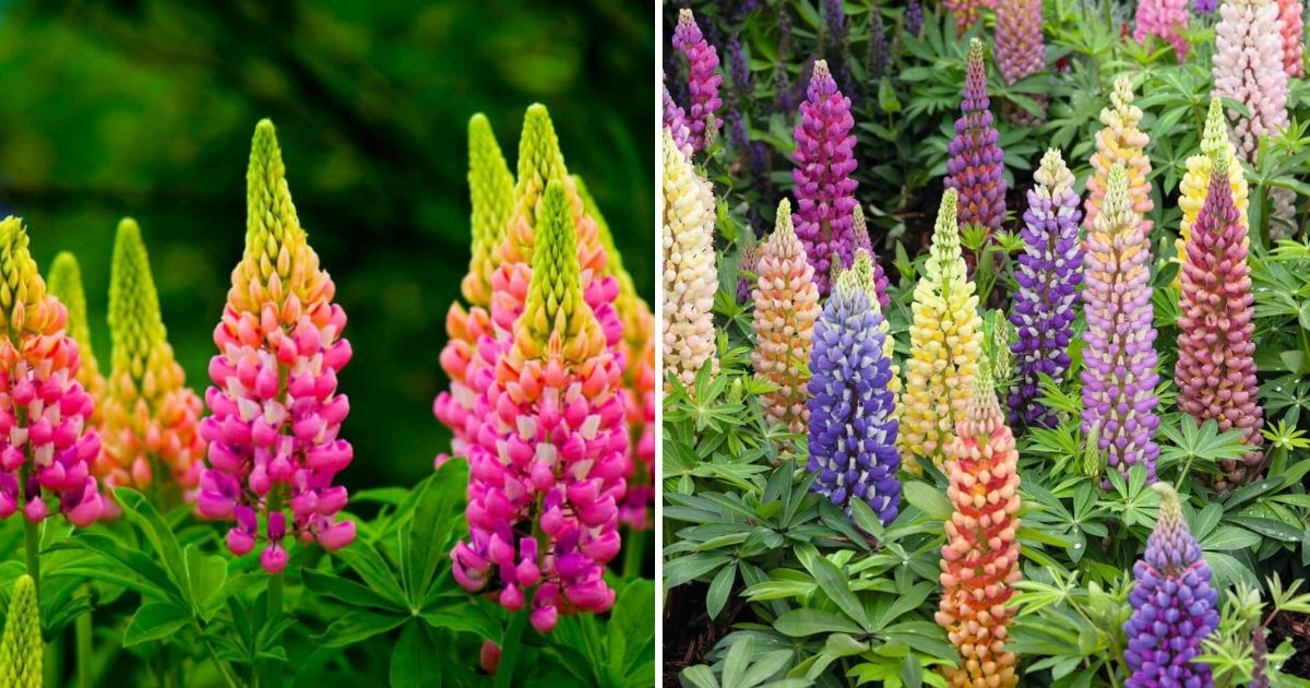 A Useful Guideline For Growing Lupines