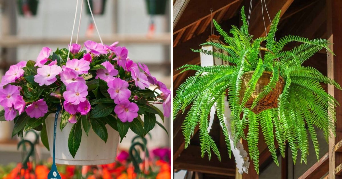 20 Beautiful Plants For Hanging Basket