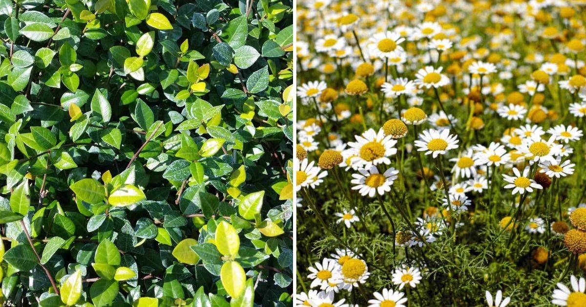10 Low-Maintenance Ground Covers Replacing Your Old Lawn