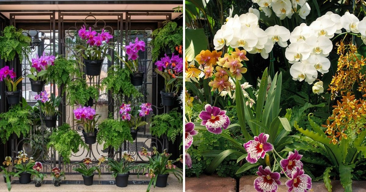 23 Gorgeous Orchid Display Ideas