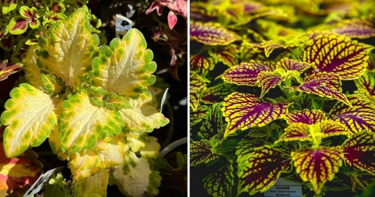 A Comprehensive Guide To Growing Colorful Coleus At Home