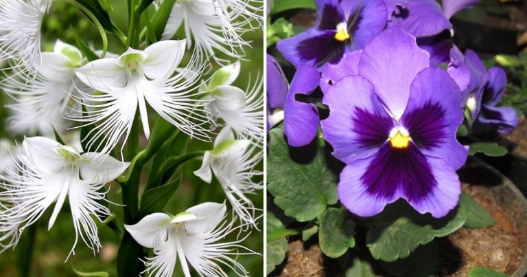 10 Extraordinary Flowers With Unusual Forms