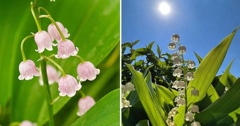 Step-By-Step Guide To Growing Lily Of The Valley From Seed