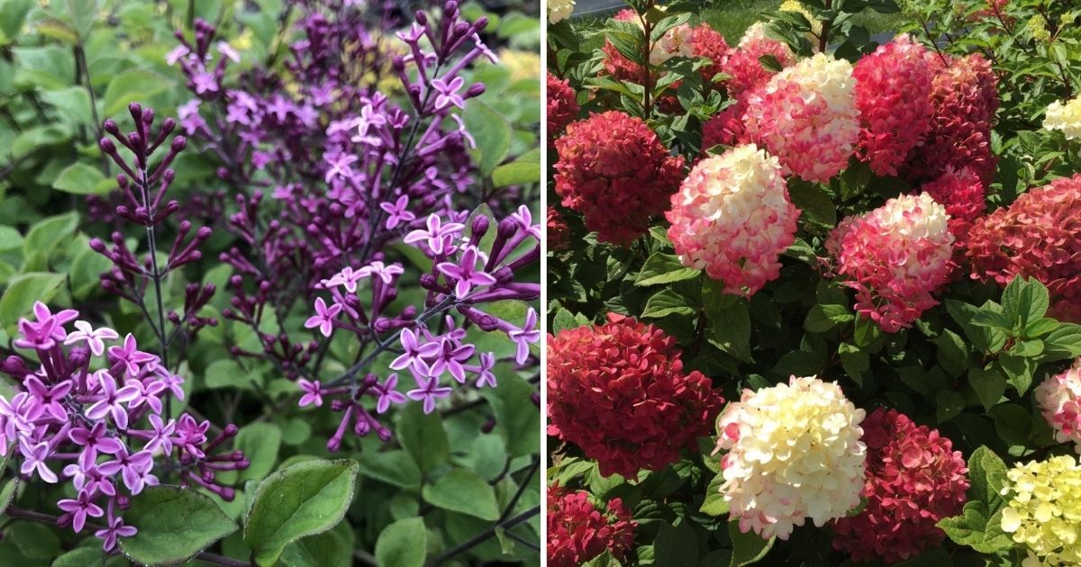 20 Plants For Creating A Fluttering Bird-Attracting Garden