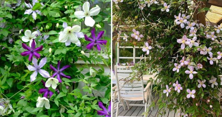 A Step-By-Step Guide To Grow Clematis On Trellis