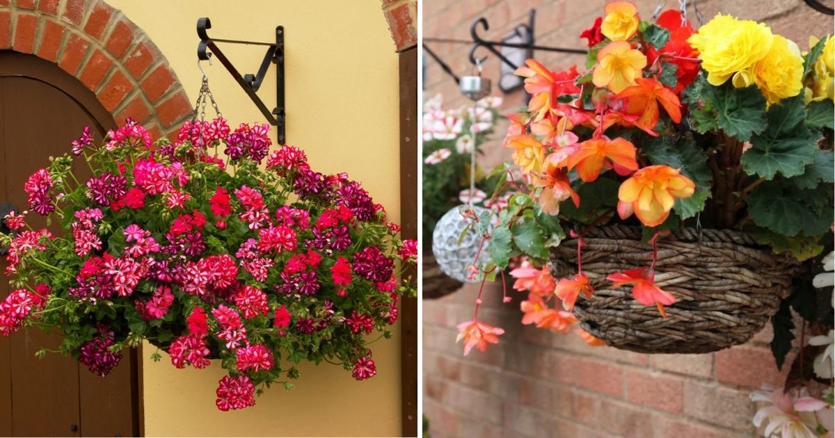 21 Exquisite Hanging Basket Plant Ideas For Every Setting