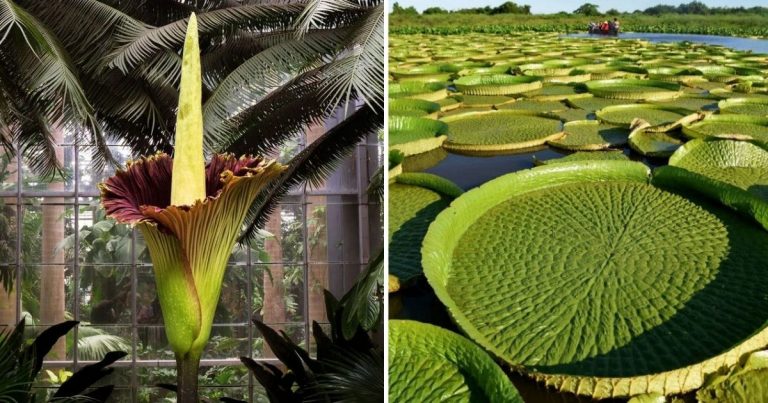 9 Beyond Ordinary Blossoms Of Giant Rare Flowers